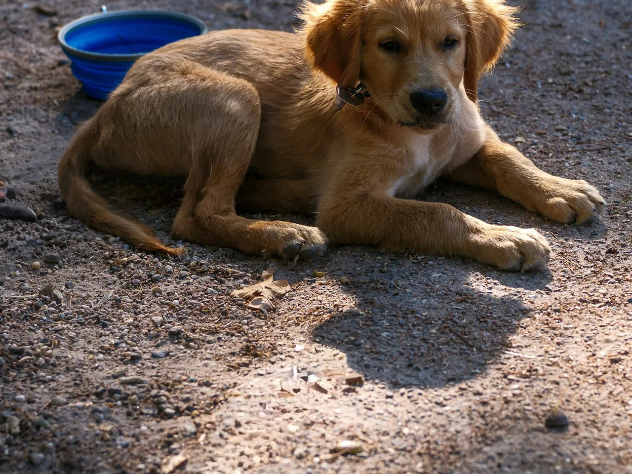 A golden retriever puppy lies on the ground