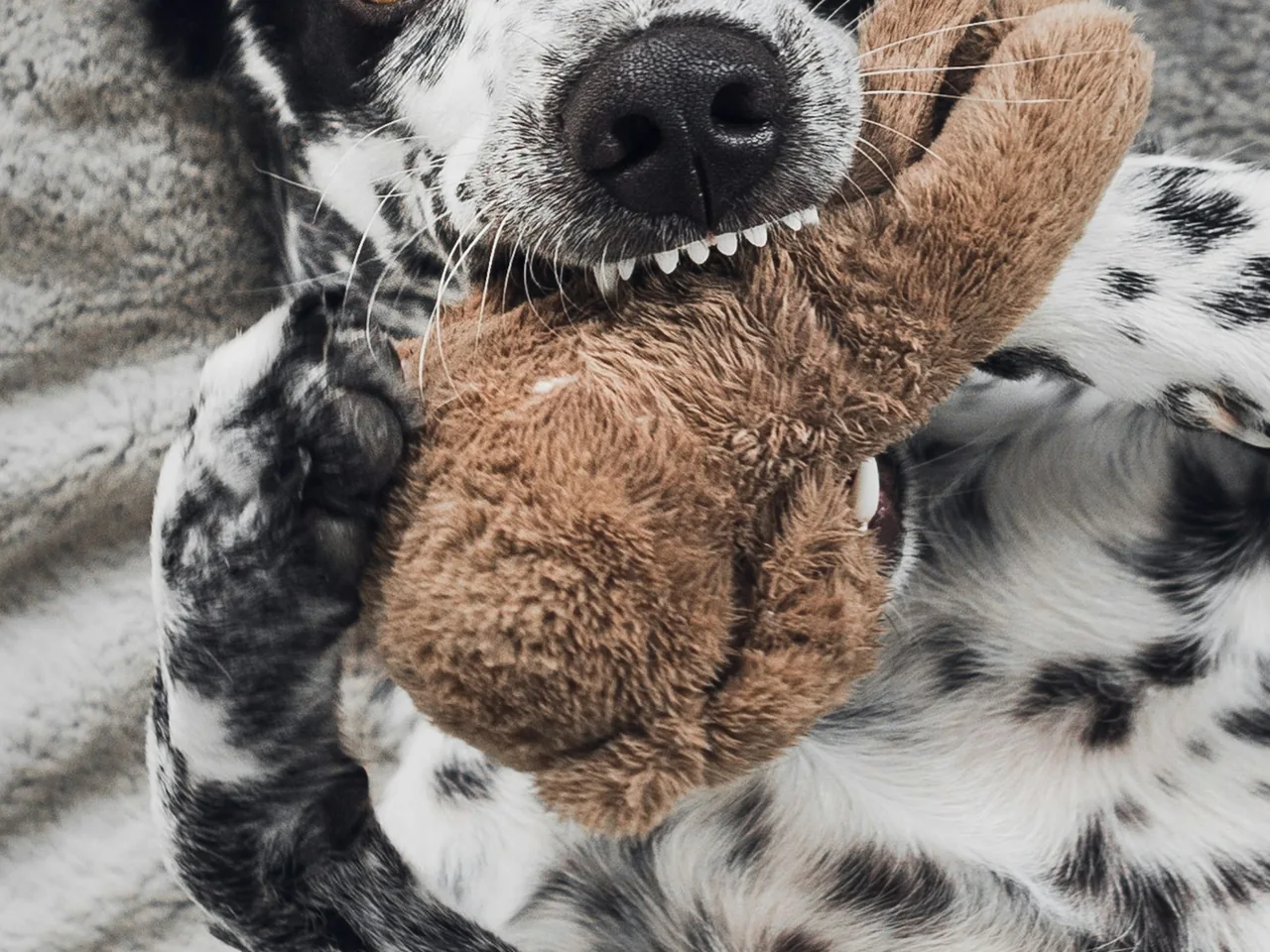 black and white dalmatian dog on brown textile