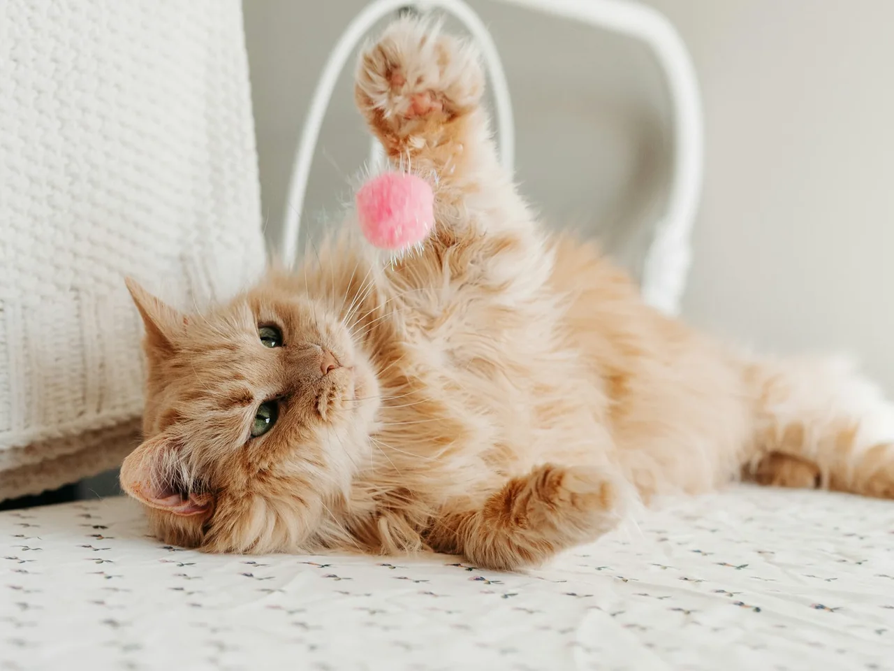 A fluffy orange cat plays with a pink toy