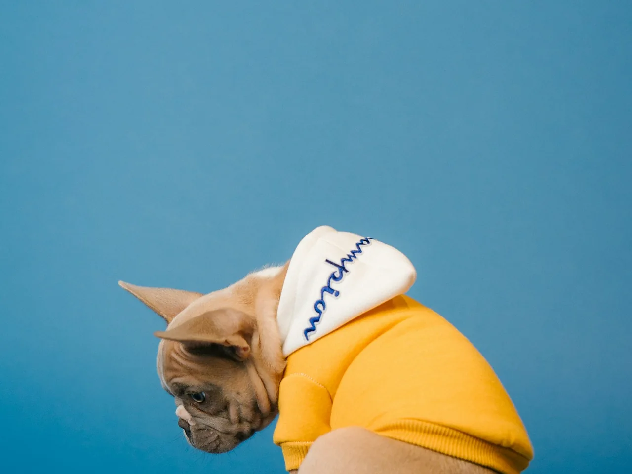 fawn pug wearing yellow hat